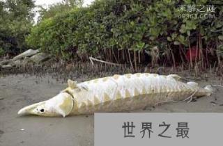 看完这十大史前深海怪物，深海恐惧症治不好了！