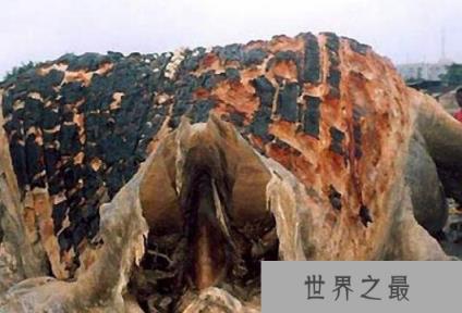 看完这十大史前深海怪物，深海恐惧症治不好了！