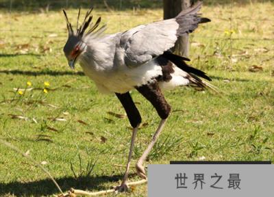 蛇鹫大战眼镜王蛇，蛇王竟被裁成一截一截