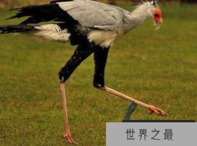 蛇鹫大战眼镜王蛇，蛇王竟被裁成一截一截