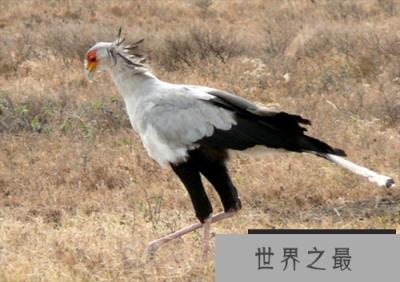 蛇鹫大战眼镜王蛇，蛇王竟被裁成一截一截