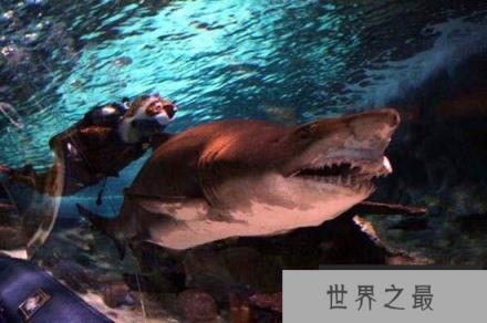 海龟把充满毒液水母当果冻吃，它的嘴巴难道不会有刺痛感吗？