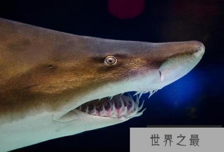 动物界“玄武门事件”, 沙虎鲨腹中胎儿的生死之斗