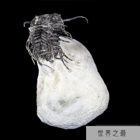 探索寒武纪三叶虫蜷缩之谜