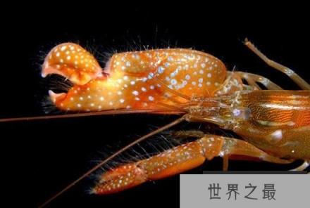 枪虾：自然界中自带“枪支”的奇特动物