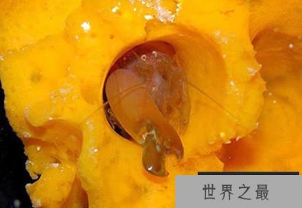 枪虾：自然界中自带“枪支”的奇特动物