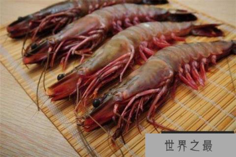 鬼虾体长超过了24厘米,世界上最大的虾