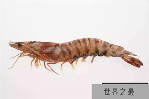 鬼虾体长超过了24厘米,世界上最大的虾