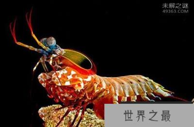 鬼虾体长超过了24厘米，世界上最大的虾
