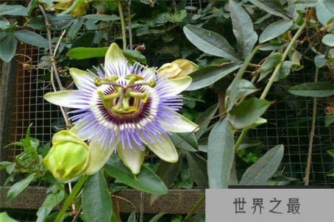 动植物界最好的搭档：日轮花与黑寡妇蜘蛛共同捕食