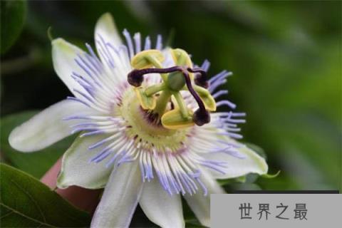 动植物界最好的搭档：日轮花与黑寡妇蜘蛛共同捕食