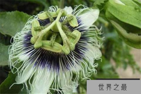 动植物界最好的搭档：日轮花与黑寡妇蜘蛛共同捕食