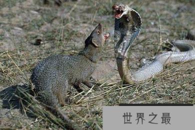 蛇类的十大克星，蛇獴专门和毒蛇作对头（杀蛇屠夫）