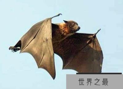 拥有超能力的10大动物，鸭嘴兽竟是电子定位始祖