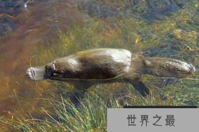 拥有超能力的10大动物，鸭嘴兽竟是电子定位始祖