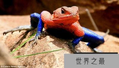 英摄影师拍罕见蜥蜴红蓝相间造型酷似蜘蛛侠