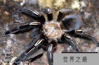 从未见过的世界十大最漂亮的蜘蛛，谁才是最受欢迎的宠物蜘蛛
