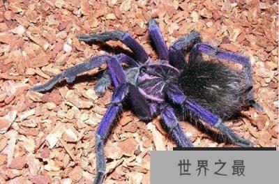 从未见过的世界十大最漂亮的蜘蛛，谁才是最受欢迎的宠物蜘蛛