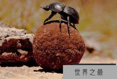 拥有特殊能力动物，水螅竟有不死之身（比金刚狼还猛）