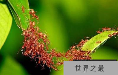 拥有特殊能力动物，水螅竟有不死之身（比金刚狼还猛）