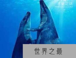 龙王鲸才是海洋霸主，灭绝的远古海洋巨兽