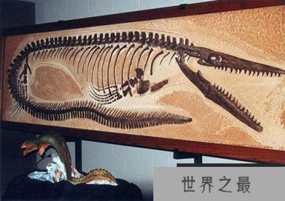 杯椎鱼龙，靠尖牙利齿统治三叠纪海洋