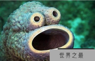无奇不有的海洋生物