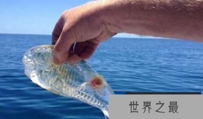 无奇不有的海洋生物