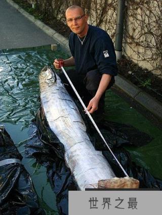 无奇不有的海洋生物