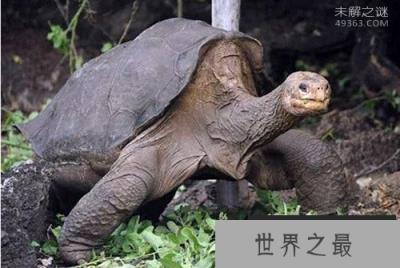 加拉帕戈斯象龟灭绝了吗?痛哭，该物种彻底灭绝