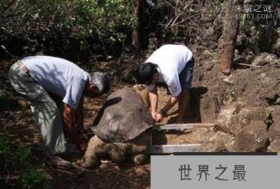 加拉帕戈斯象龟灭绝了吗?痛哭，该物种彻底灭绝