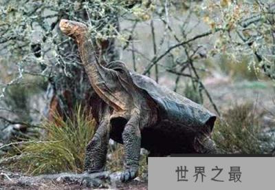 加拉帕戈斯象龟灭绝了吗?痛哭，该物种彻底灭绝
