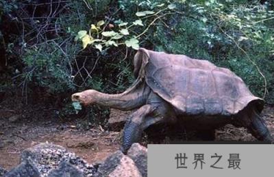 加拉帕戈斯象龟灭绝了吗?痛哭，该物种彻底灭绝