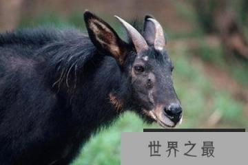 现实中的“四不像”苏门羚,竟在悬崖峭壁间灵活地攀跳