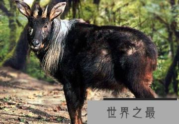 现实中的“四不像”苏门羚,竟在悬崖峭壁间灵活地攀跳