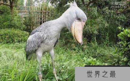奇丑无比的鲸头鹳一张大嘴还能吃下鳄鱼(鳄鱼的天敌)