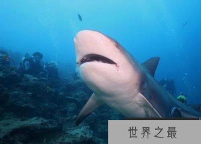 首次发现长有两个头的公牛鲨，具有高度的攻击性