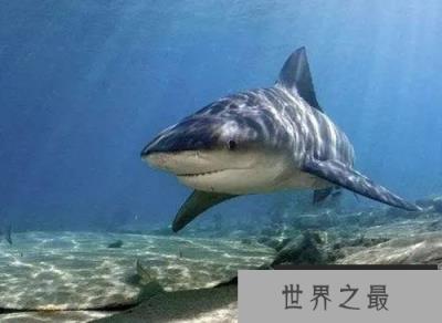 首次发现长有两个头的公牛鲨，具有高度的攻击性