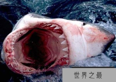 首次发现长有两个头的公牛鲨，具有高度的攻击性