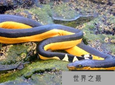 长吻海蛇能够忍受6到7个月无淡水的环境