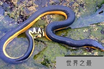 长吻海蛇能够忍受6到7个月无淡水的环境