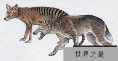 最有望复活的物种名单 恐龙无望