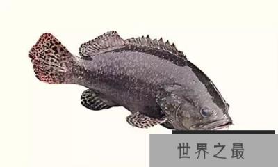 石斑鱼竟是雌雄同体鱼类，30种最为珍贵的石斑