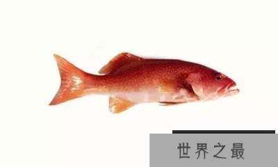 石斑鱼竟是雌雄同体鱼类，30种最为珍贵的石斑