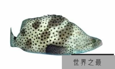 石斑鱼竟是雌雄同体鱼类，30种最为珍贵的石斑