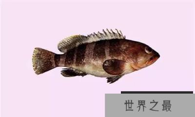 石斑鱼竟是雌雄同体鱼类，30种最为珍贵的石斑