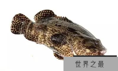 石斑鱼竟是雌雄同体鱼类，30种最为珍贵的石斑