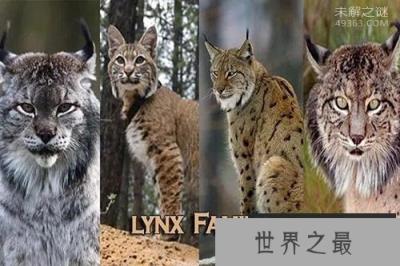 西班牙猞猁 全世界最濒临灭绝的猫科动物之一