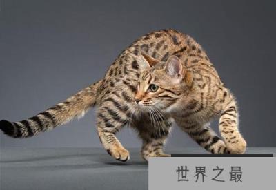 萨凡纳猫是什么猫? 家养豹猫有几种?