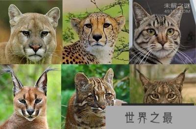 萨凡纳猫是什么猫? 家养豹猫有几种?